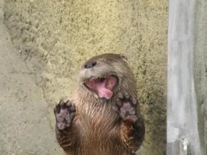Perhaps the otter's not "blessed," but he certainly is silly (and adorable). Image found on Cutest Paw.