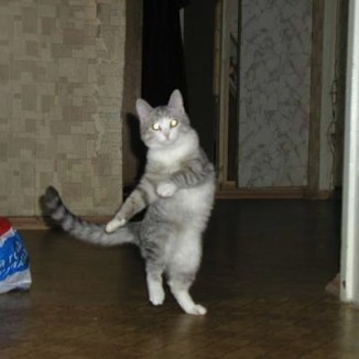 I love to singa ... Image found on MemeKid.