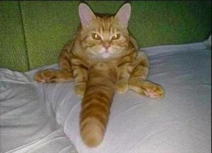 Some people immediately go THERE and are offended by this cute kitty sitting on his tail, I think it's funny. But maybe I'm a sick puppy. ... Nah ... Image found on Genius Puzzles. 