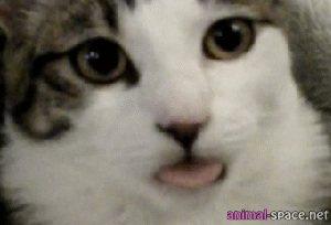 And this is what I think of your impression of me! GIF found on Animal Space.