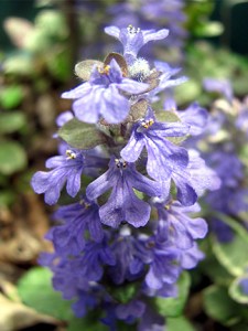 Ajuga (bugleweed) is a groundcover that can sometimes become invasive. I have Burgundy Glow and Chocolate Chip, which is already flowering.