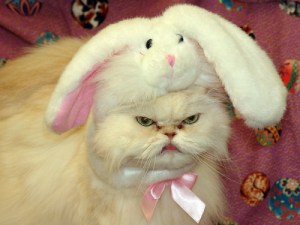 Oh, no, no ... kitty is not a happy Easter bunny. Image found on Becuo.