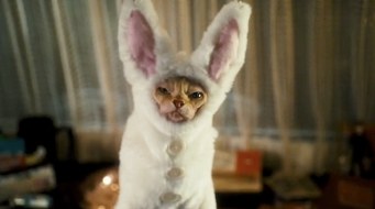 You shall feel my wrath, puny human! Image found on LaurenOutLoud.