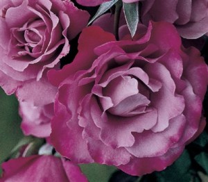 I now have an Angel Face climbing rose ready to plant; it's my first climber. Image found at Parrans Greenhouse.