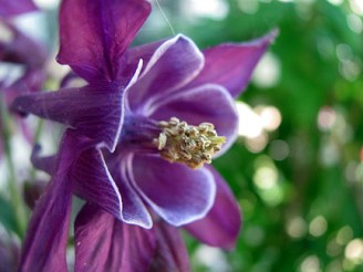 Another one that's grown on me ... I'm planting some columbine back in the shady area, too.