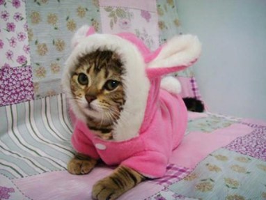 Showing you why a onesie on a cat is a bad idea in 3, 2, 1 ... Image from Hercampuslife.
