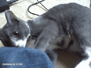 What? Say that to my face, asshat! GIF found on ohmagif.