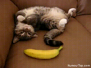 Banana-fana-fo-fana ... what tha????? GIF found on Giphy.