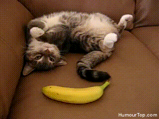 Banana-fana-fo-fana ... what tha????? GIF found on Giphy.