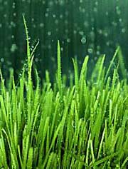 Rain, rain go away ... why not head out to L.A.? Image found on Green Pro Lawn Care.