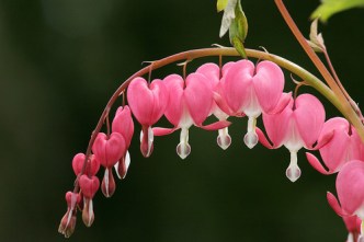 I've never tried to grow bleeding heart, but I'm trying this year since I have a shady spot. Image found on Weheartit.