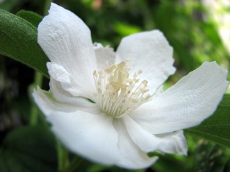 I won't see any blooms till next year, but I love mock orange.