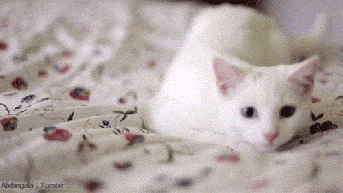 Catfish? Dibs! GIF found on Rebloggy.