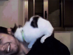 I love you so much, Filler of the Sacred Food Bowl! GIF found on cats-are-the-cutest-thing-ever Tumblr.