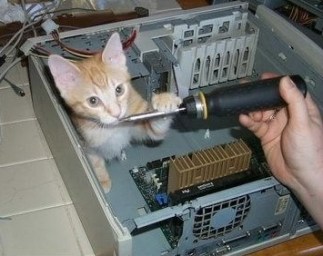 No, this is the wrong one ... it smells like salmon. I need the one that smells like halibut! Image found on PixShark.