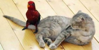 Did I tell you to sit there, birdbrain? Image found on Only Funny Images.