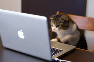 Cats at the Bar? Grumpy Cat? Katzenworld? Does your cat know you're cheating?? Image found on PixShark.
