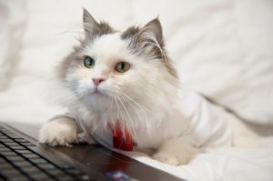 Whoa ... how could I have possibly missed this much?? Image found on Cute Overload.