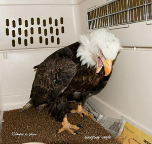 Choooo! Is there a fake patriot around here? I'm highly allergic! Image found on BuzzFeed.