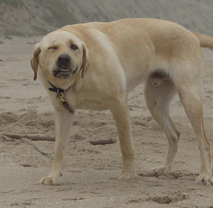 AARRR, matey! Where be yer gold doubloons? Image found on BuzzFeed.