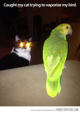 Dang it! Just needed a few more seconds ... Image found on TheMetaPicture.