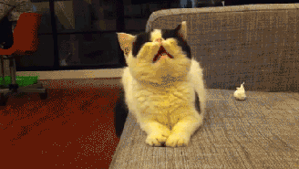 Mom! I think I'm allergic to cute! GIF found on Giphy.