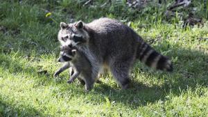 But, Mom, I don't WANNA take a bath! Photo found on Chicago Tribune Suburbs.