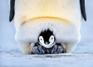 Whadya mean, I'm a pain in the butt, Dad?? Image found on Animal Planet.