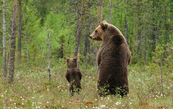 Son, let's go to the woods to do what bears do ... and bring the toilet paper! Image found on The Kind Life.