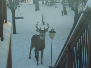 Pardon me, but can I borrow a cup of deer corn? Photo found on BudgetSmartGirl.