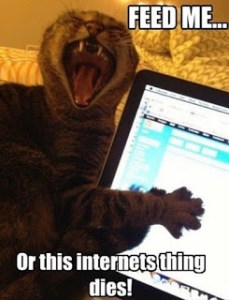 You think I'm kidding, human? I know all your passwords! Image found on Stephanie's Late Night Ramblings.