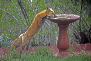 Can someone boost me up, please? Photo by David J. Duggan.