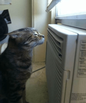 Ahhhhhhh ... this almost makes up for all the hot air you've been spouting ... almost ... Image found on FunnyGrins.