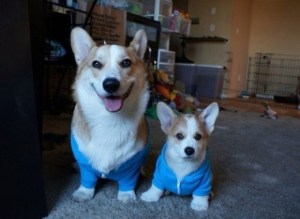 I dunno, Pop, I don't think blue's my color. Image found on HDimagelib.