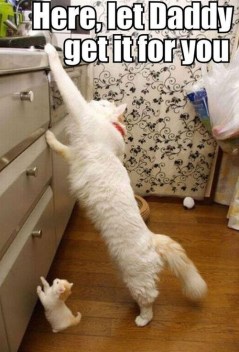 That little kitten? Pretty much me every day. The world is not made for short people. Image found on weheartit.