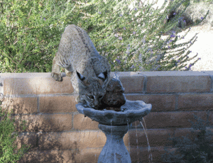Waiter, there's no bird in my soup! Photo by Ellen Fountain found on Southwest Environment.