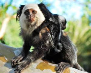 Yeah, yeah, yeah, I've got a monkey on my back, ha ha ... geez ... Image found on MNN.