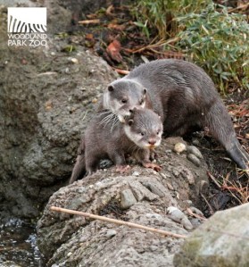 Get off my back, Pop! I'll take out the trash! Image found on Woodland Park Zoo blog.