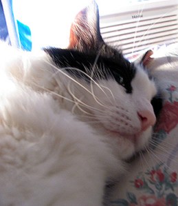 No, Mom, I'm too hot and sweaty to entertain you ... but yes, you're right, I'm still adorable. Can you turn the AC up before you go?