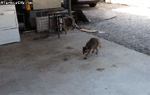 Nothin' to see here, folks ... just gettin' a snack! GIF found on HilariousGIFs.