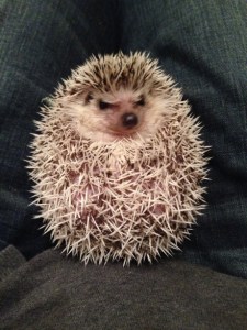 So what if I have a prickly personality? Image found on Sunlit Cafe.