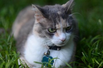 I distinctly remember asking for squirrels, dammit! Image by Steve Freeman via Cute Overload.