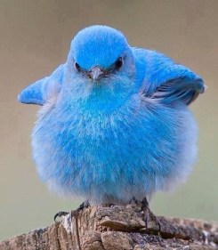 Bluebird of happiness my fuzzy blue ass! Image found on LoveThisPic.