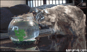 A little sushi? Don't mind if I d------ GIF found on GIFWave.