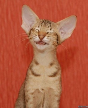 Did you take the picture yet? My face is gettin' tired! Image found on BuzzFeed.