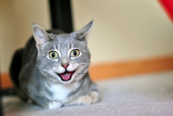 This is what 24 hours of "Happy" on a loop looks like. I gotta get that thing fixed. Image found on BuzzFeed.