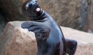 Seriously, dude, get the hell out. You're makin' me sick! Image found on AwesomelyCute.