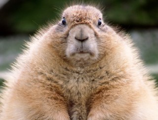 No. I don't know Punxsutawney Phil! Stop asking! Image found on LifeDeathPrizes.