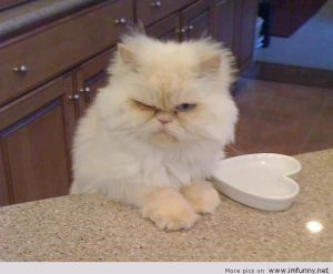 Bartender, heavy cream, and make it a double! Image found on itsfunny.org.