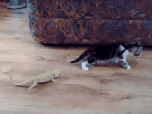 Hey, I'm walkin' heah! GIF found on cutecatgifs.